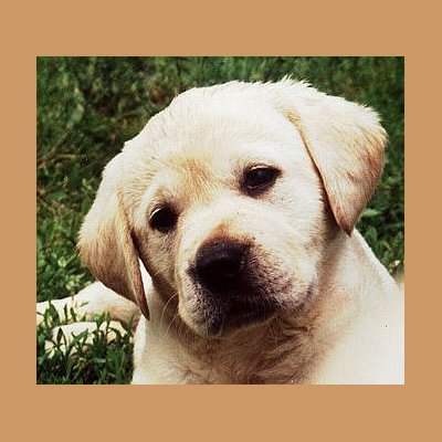 labs, labs, labs